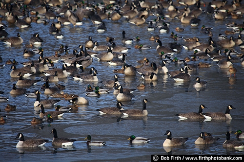 Wildlife;Ducks;Geese;geese in water;waterfowl;swimming geese;a flock of geese swimming;Canada Goose;Canada Geese;Branta canadensis;Anatidae