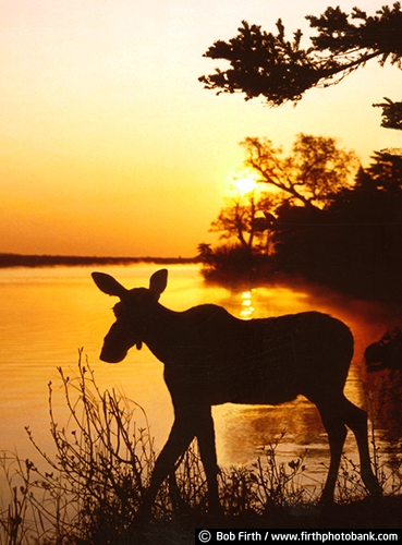 animal;Alces alces;cow moose;Minnesota;long legs;MN;northern Minnesota;silhouette;sun;sunset;wildlife