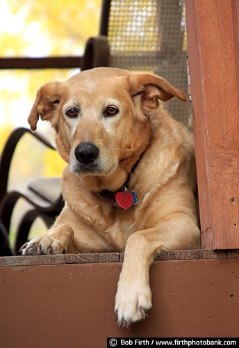 dogs;golden retriever mix;Minnesota;MN;mutt;old;porch;white shepard mix;content;alert;watchful;animal