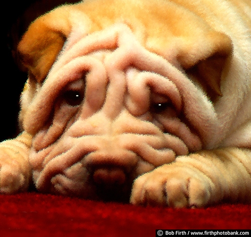 adorable;Chinese;cuddling;dogs;puppy;Shar Pei;wrinkles;breed;purebred;portrait;pet;animal;canine;companion
