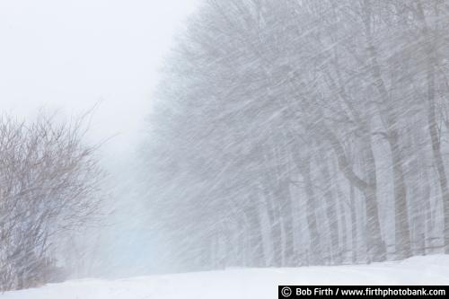 blizzard;road;snow covered road;Carver County;Minnesota;winter;blowing snow;winter trees;cold;low visability;MN