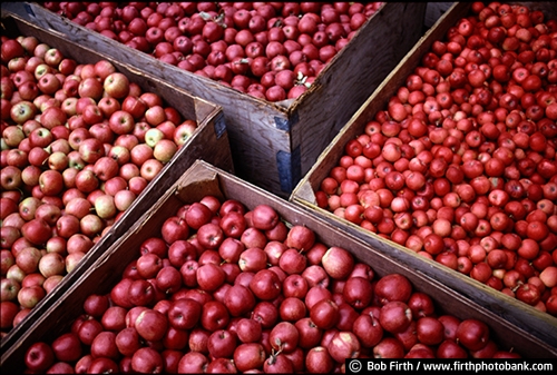 country;fall;fruit;harvest;produce;WI;Wisconsin;wood boxes;red apples