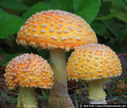 Bob Firth;photos;mushroom;Minnesota;Amanita Muscaria;yellow and white mushroom;hallucinogenic mushrooms;fly;amanita;fungus;poisonous mushrooms;fly agaric;toxic;psychoactive;MN