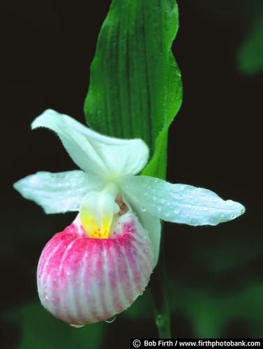 Bob Firth;cypripedium reginae;Minnesota state flower;orchid;oval leaves;photos;pink;pink blossoms;pink lady slipper;single stem;white petals;MN