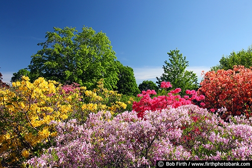 Azalea;flowering shrub;spring;U of M Landscape Arboretum;MN;Minnesota;garden;flowers;University of Minnesota Landscape Arboretum