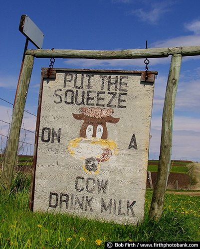 advertising;agricultural;animal;country;cow;drink milk sign;fading;food;funny;hand painted signs;homemade;humor;humoruous;rural;signage;beverage;post;message