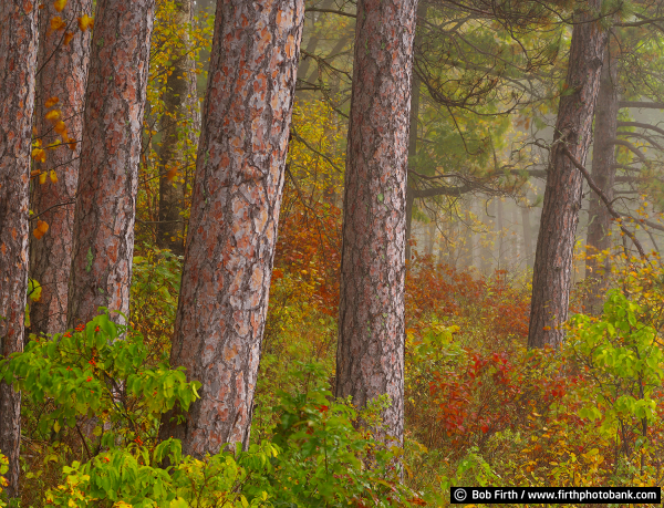 Pines of Itasca State Park